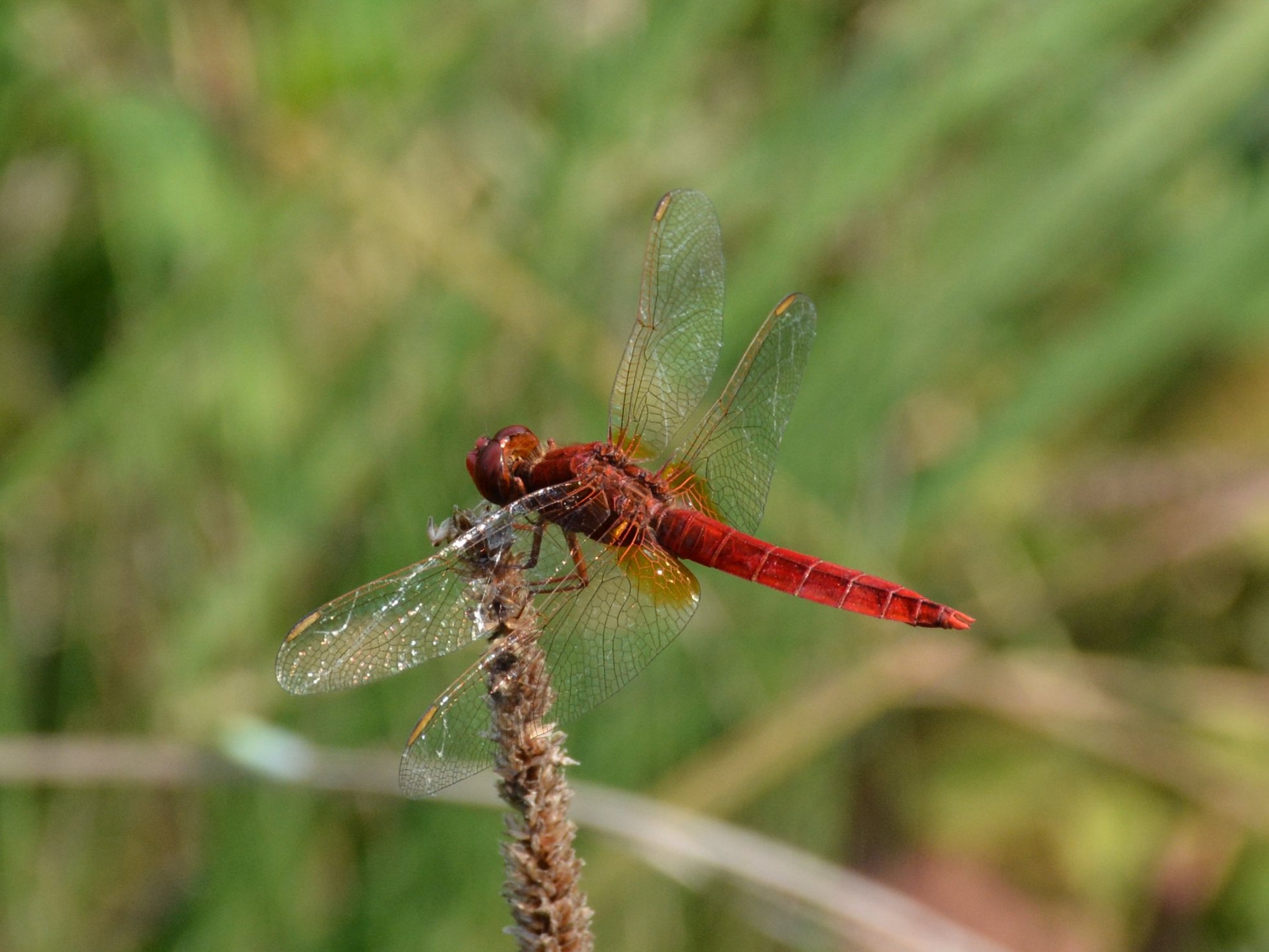 Crocothemis erythraea, maschio